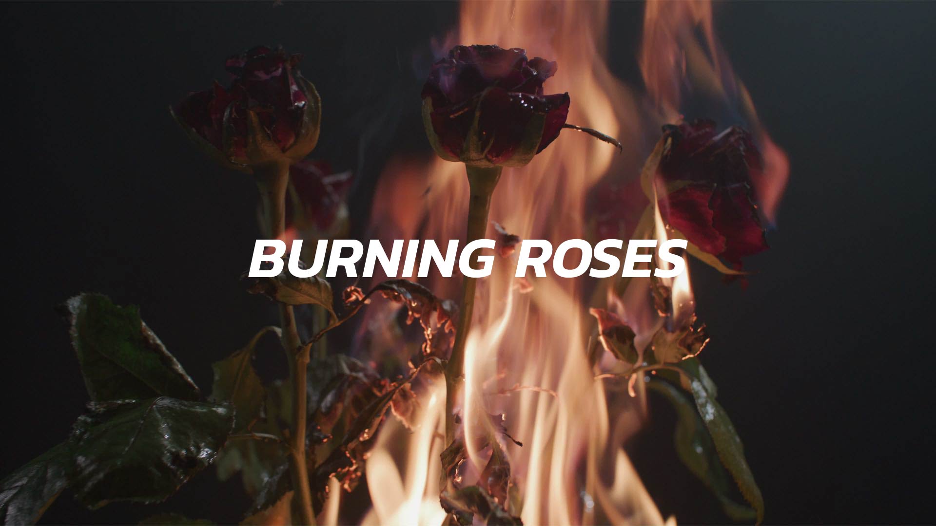 Burning Roses, Stock Footage Creator Resources Story Loop
