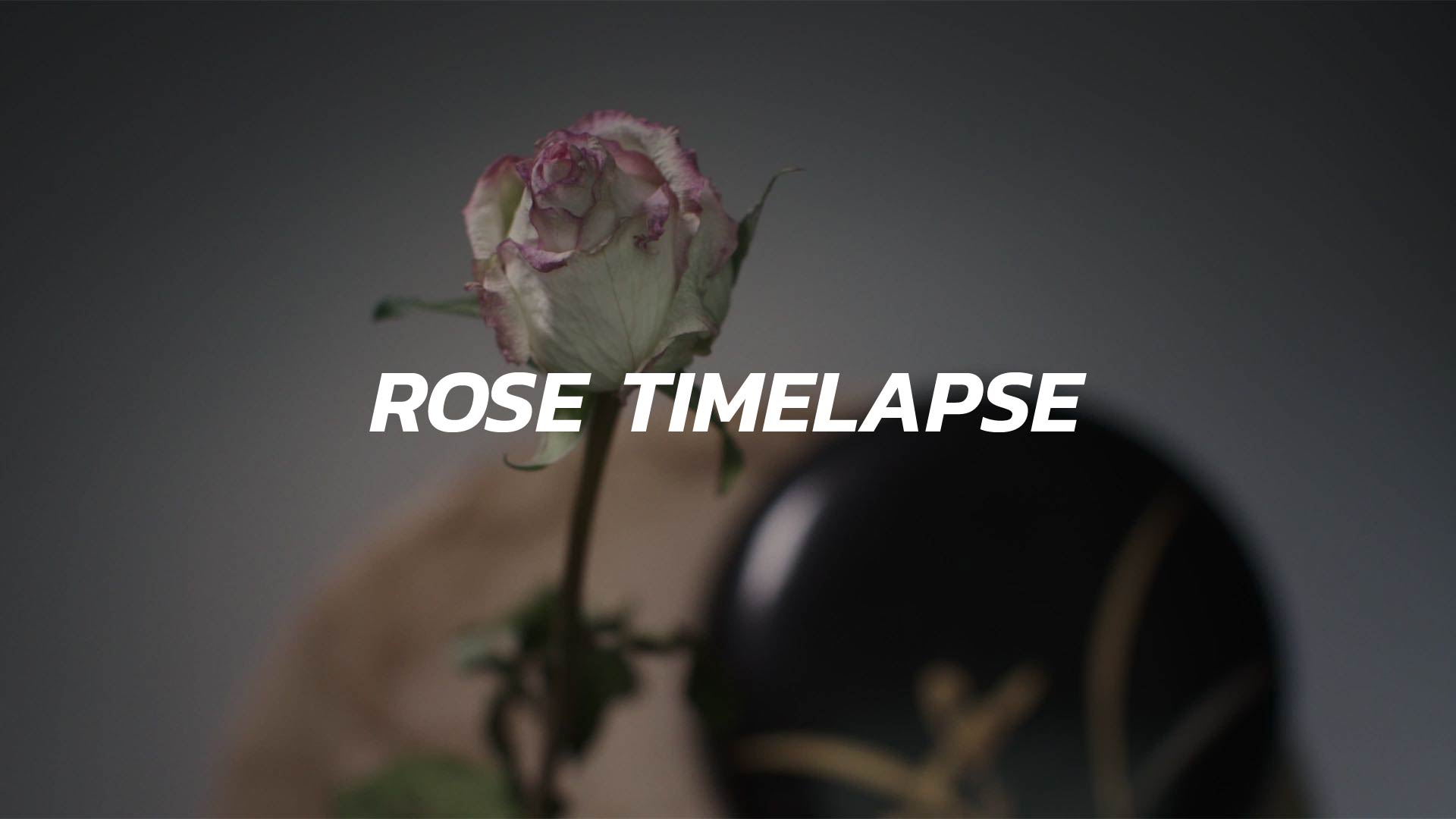 Rose Wilting Timelapse Stock Footage